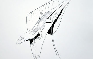 Winged Lizard, drawn by Christopher Paolini