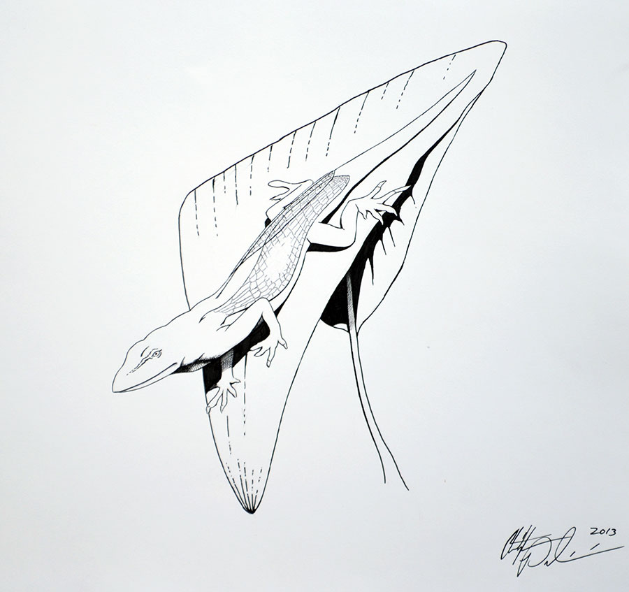 Winged Lizard, drawn by Christopher Paolini