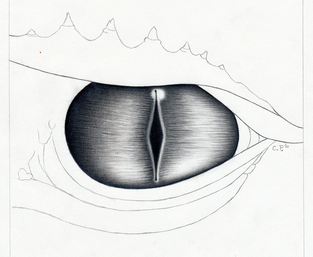 Saphira's Eye concept