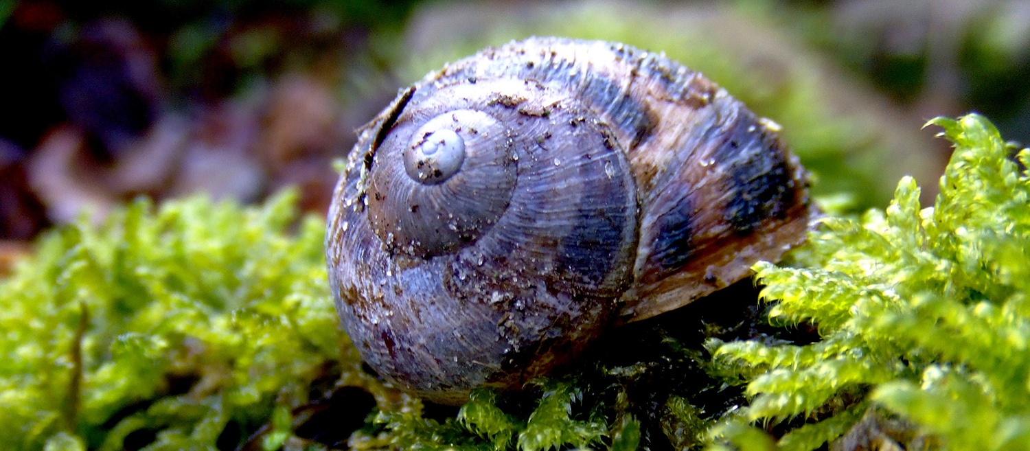Snail, snail bacon