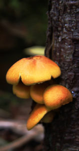 mushrooms, Nasuada