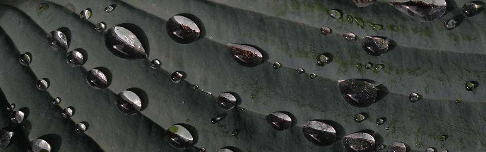 Water Drops On Leaf, Roran vs. Eragon