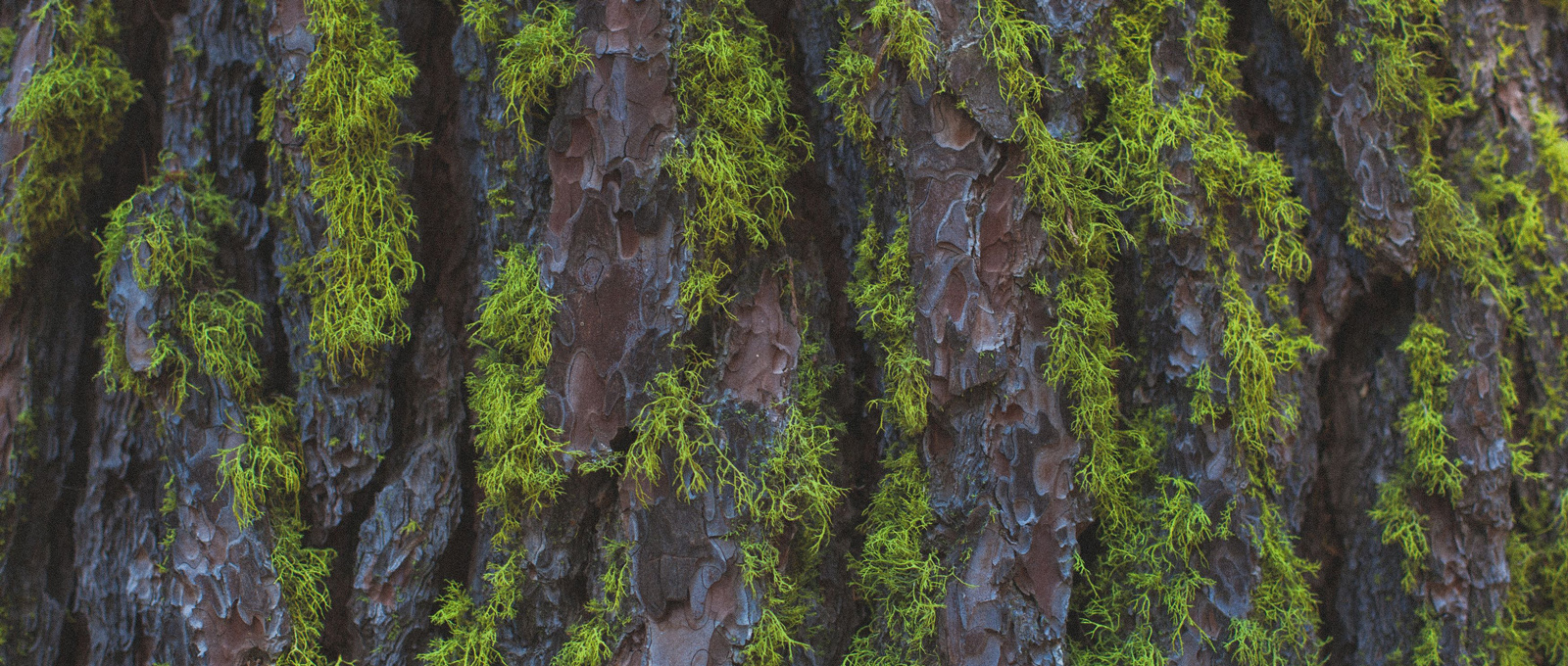 trees, moss, bark, journey