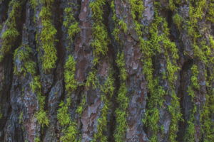 trees, moss, bark, journey