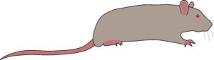 rat