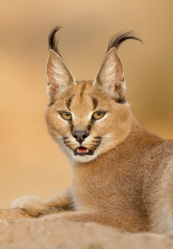 Shutterstock, caracal, Solembum