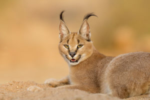 Shutterstock, caracal, Solembum