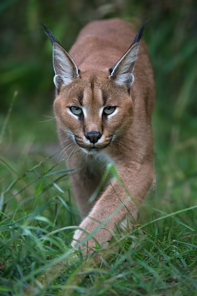 Shutterstock, caracal, Solembum